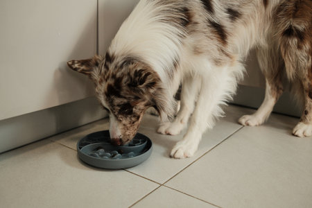 Border collie dog eats from a slow-feeding bowl on the kitchen floor. The scene shows daily pet care and healthy feeding habitsの写真素材
