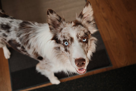 Border collie dog looks up with bright blue eyes while standing indoors. The moment highlights curiosity, attention and emotional connectionの写真素材