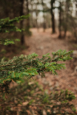 Pine branch in focus along forest path in Tara National Park Serbia. Soft blurred background creates...
