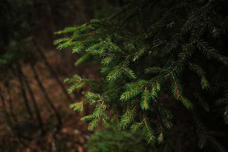 Pine tree branches in forest shade in Tara National Park Serbia. Natural evergreen detail creating...