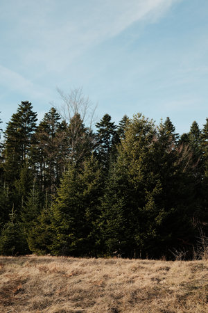 Forest meadow bordered by evergreen trees in Tara National Park Serbia. Open grassy space meeting...