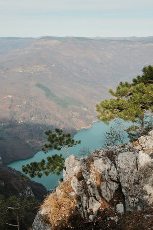 Rocky cliff with pine tree above Perucac Lake and Drina River canyon in Tara National Park, Serbia....