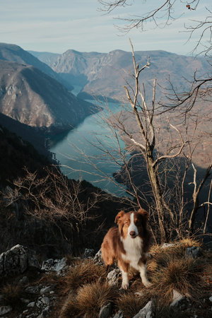 Australian Shepherd sitting on rocky viewpoint above Drina River canyon in Tara National Park,...