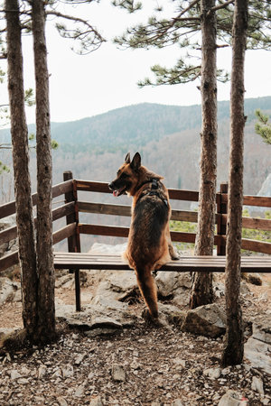 German shepherd sitting on wooden bench at Banjska Stena viewpoint in Tara National Park, Serbia....