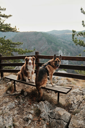 German and Australian Shepherd resting on a wooden bench at a mountain viewpoint above a deep river...