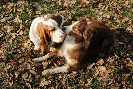 Basset hound and Australian shepherd resting together on fallen autumn leaves in a park, showing...