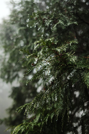 Close up of wet evergreen branch with raindrops in soft forest light. Natural texture, freshness and...