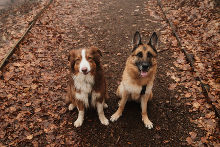 Two shepherd dogs sitting on a leaf covered forest trail. View from above. Concept of hiking with...