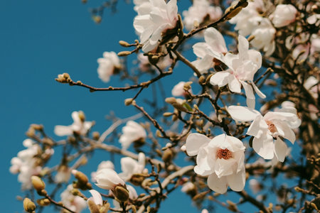 Blooming magnolia tree with delicate white flowers against a clear blue sky. Spring blossom branches captured in natural sunlight in Belgrade