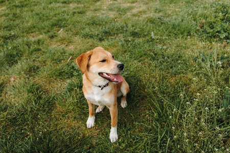Ginger mixed breed puppy sitting on green grass and looking away with happy expression outdoors. Cute pet portrait, playful canine mood, and domestic companion concept