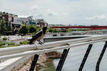 Crow perched on a railing overlooking a riverfront promenade. Urban wildlife and nature coexistence concept