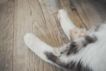Close-up view of soft cat paws resting on a wooden floor indoors. Minimal composition highlighting gentle pet details and texture