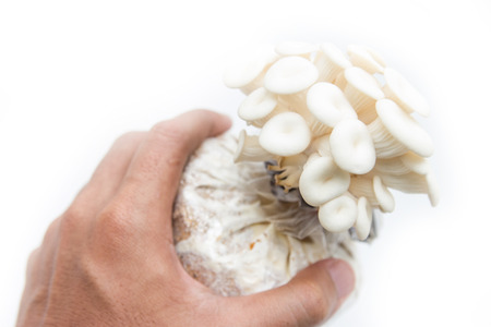 Closeup fresh Phoenix mushroom or Indian Oyster in a mushroom cube. Isolated on white backgroundの写真素材