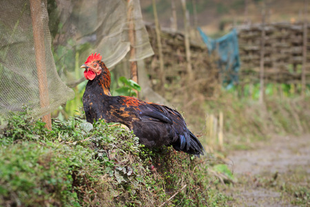 Speckled chicken outdoorsの写真素材