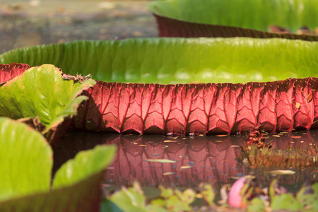 Leaf of victoria waterlily float on waterの写真素材