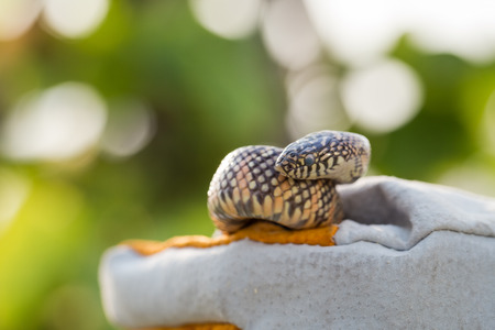 Lampropeltis getula meansi, commonly known as Apalachicola Kingsnake, protect danger from snake by leather gloveの写真素材