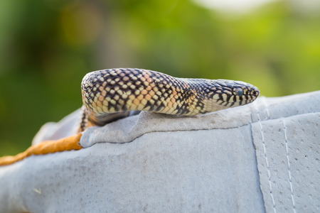 Lampropeltis getula meansi, commonly known as Apalachicola Kingsnake, protect danger from snake by...