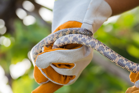 Lampropeltis getula meansi, commonly known as Apalachicola Kingsnake, protect danger from snake by...