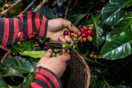 Close up hand keep coffee beans for harvesting. Coffee beans ripening on tree in North of thailand.の写真素材