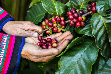 Close up hand keep coffee beans for harvesting. Coffee beans ripening on tree in North of thailand.の写真素材