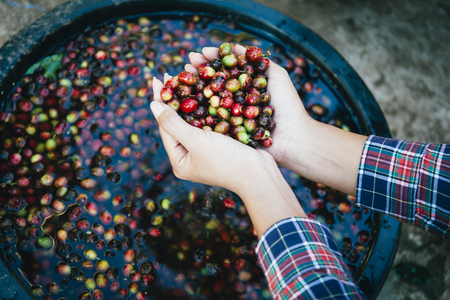 Young woman handful of fresh organic red coffee beans after harvesting at Little house in the big Woods, initiation Doi Phahom Pok is due to initiative of H.R.H. Queen Sirikit Phra Borommarachininatの写真素材