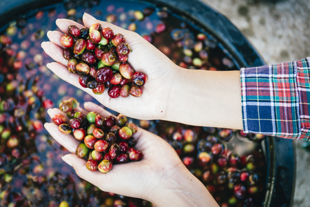 Young woman handful of fresh organic red coffee beans after harvesting at Little house in the big Woods, initiation Doi Phahom Pok is due to initiative of H.R.H. Queen Sirikit Phra Borommarachininatの写真素材