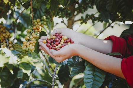 Woman Holding Handful of fresh organic coffee beans.の写真素材