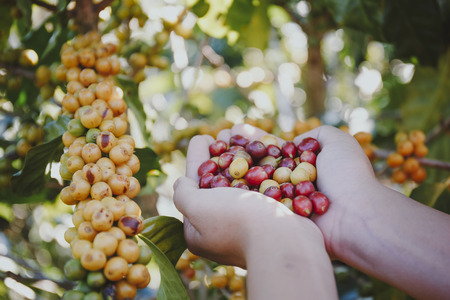 Woman Holding Handful of fresh organic coffee beans.の写真素材