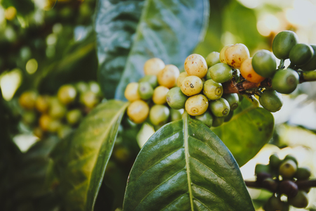 Coffee beans ripening on tree in Chiang Mai, Northern Thailand.の写真素材