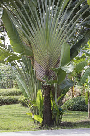 Traveler Palm SPECTACULAR Tree Bananaの写真素材
