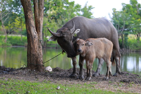 Bufflo at northern of Thailand walking at the field of grass. Buffaloes have been used since centuries by peasants in order to plough their rice fields.の写真素材