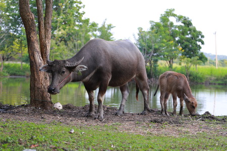 Bufflo at northern of Thailand walking at the field of grass. Buffaloes have been used since centuries by peasants in order to plough their rice fields.の写真素材