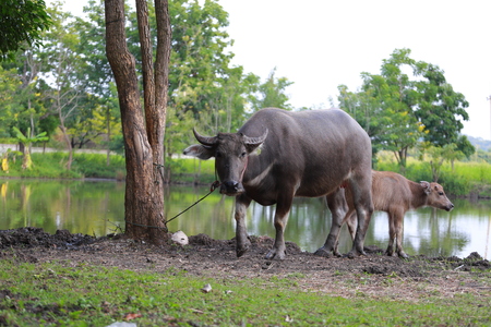 Bufflo at northern of Thailand walking at the field of grass. Buffaloes have been used since centuries by peasants in order to plough their rice fields.の写真素材