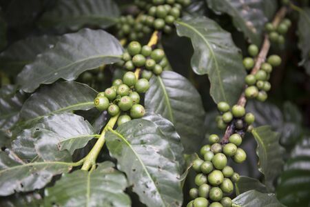 Green coffee beans growing on the branch in Mae Kampong Village, Chiang Mai ,Thailandの写真素材