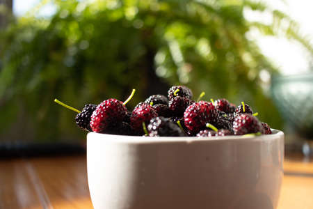 Fresh blackberry in a bowl on the table background nature, white bowl of fresh blueberries on the wooden table with morning sun illuminating the scene and greenery in the background.の写真素材