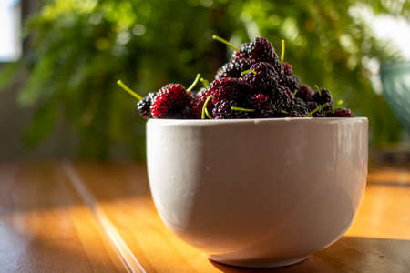 Fresh blackberry in a bowl on the table background nature, white bowl of fresh blueberries on the wooden table with morning sun illuminating the scene and greenery in the background.の写真素材