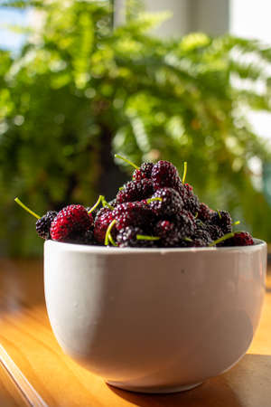 Fresh blackberry in a bowl on the table background nature, white bowl of fresh blueberries on the wooden table with morning sun illuminating the scene and greenery in the background.の写真素材