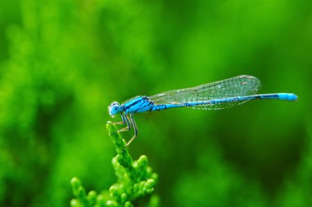 Blue damselfly perched on green leafの写真素材