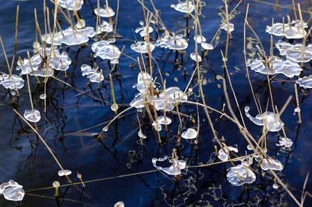 Cracked ice on the plantの写真素材