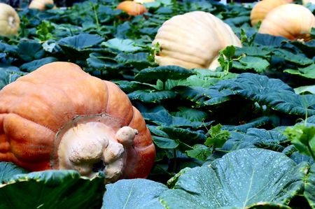 Pumpkin field with big pumpkinsの写真素材