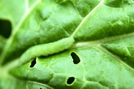 Green worm with protective coloring hide on vegetable leafの写真素材