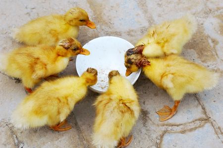 Ducklings waiting for food around the bowlの写真素材