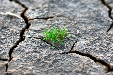 Green grass grow up in dry alkali soilの写真素材