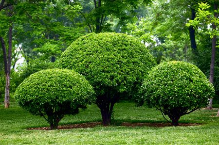 Pruned holly in garden