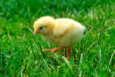 Little chick look for food on grass.の写真素材