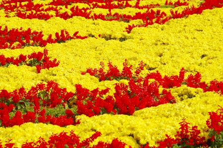 Ornamental potted plant flowersの写真素材