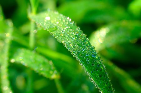 Dewdrops in the morningの写真素材