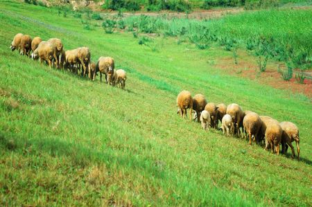 Sheep in a green meadowの写真素材