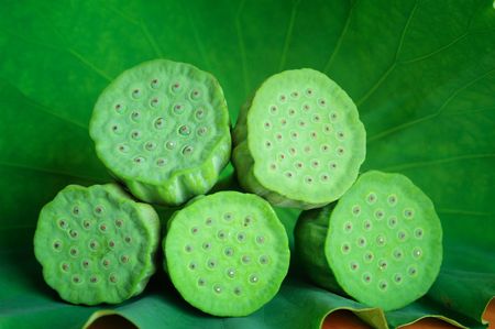Lotus seedpod on leafの写真素材