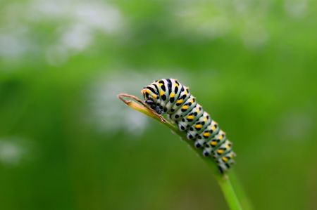 Caterpillar on twigの写真素材
